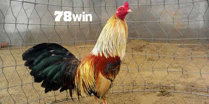 Gà chuối 78win